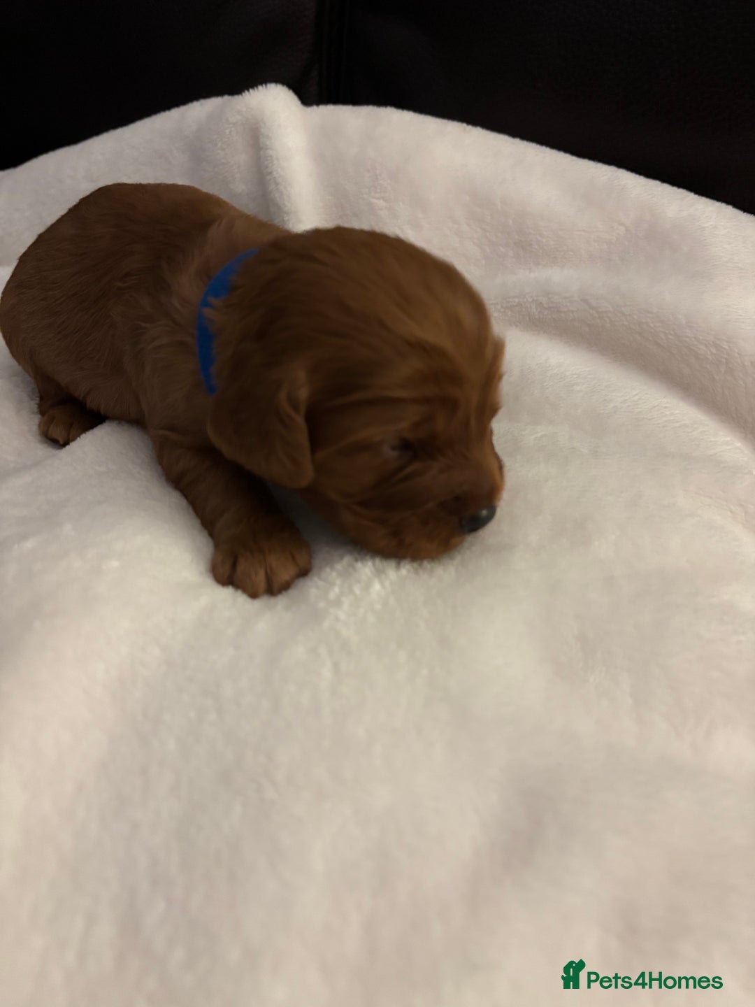 Mixed Breed dogs for sale: Cockapoo/Cavapoo Mix Puppies Available 10 Nov 25 - Image 14