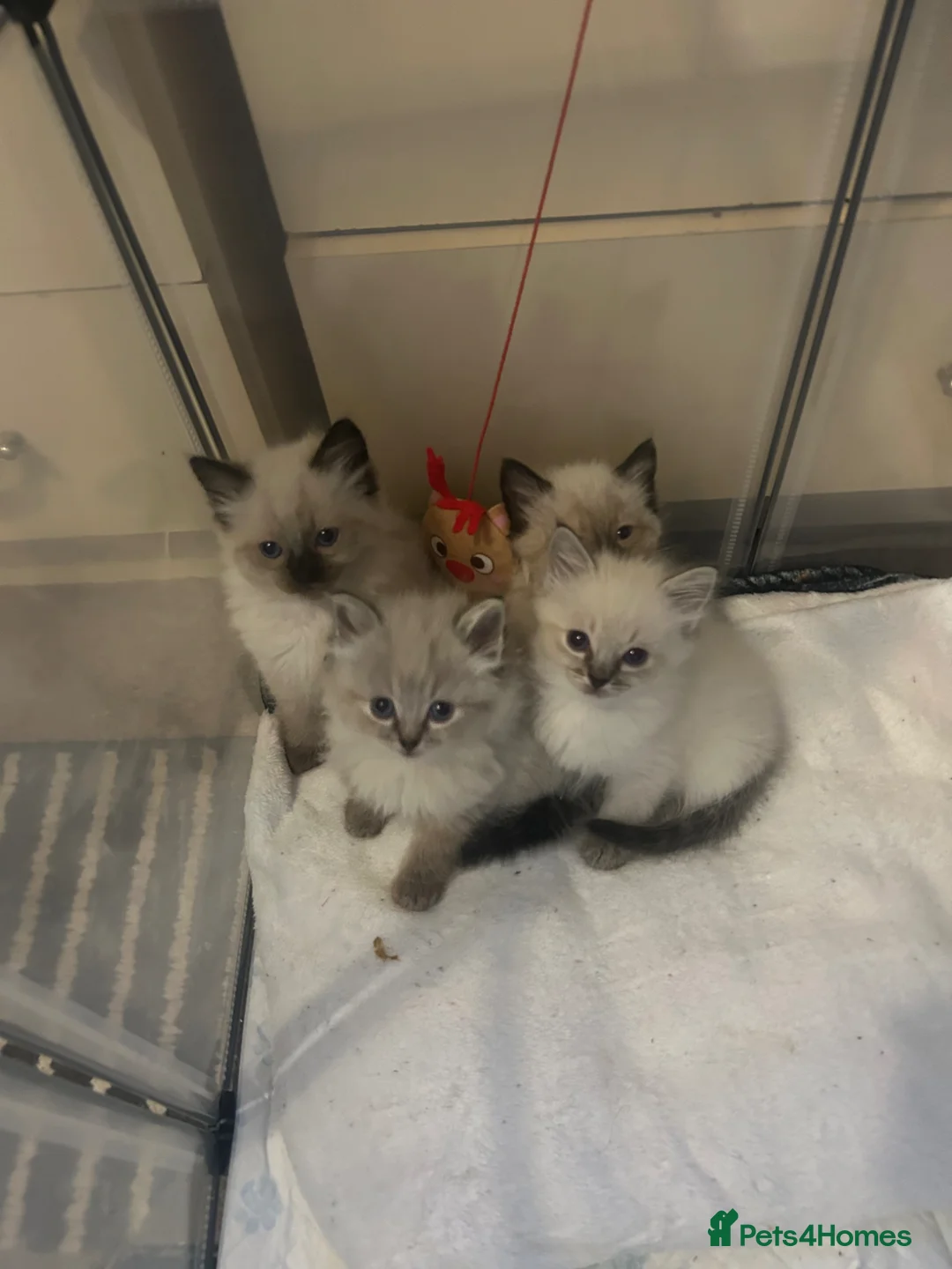 Ragdoll cats for sale: Beautiful Ragdoll kittens  - Advert 1