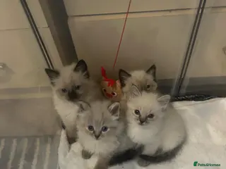 Ragdoll cats Beautiful Ragdoll kittens - Advert 2