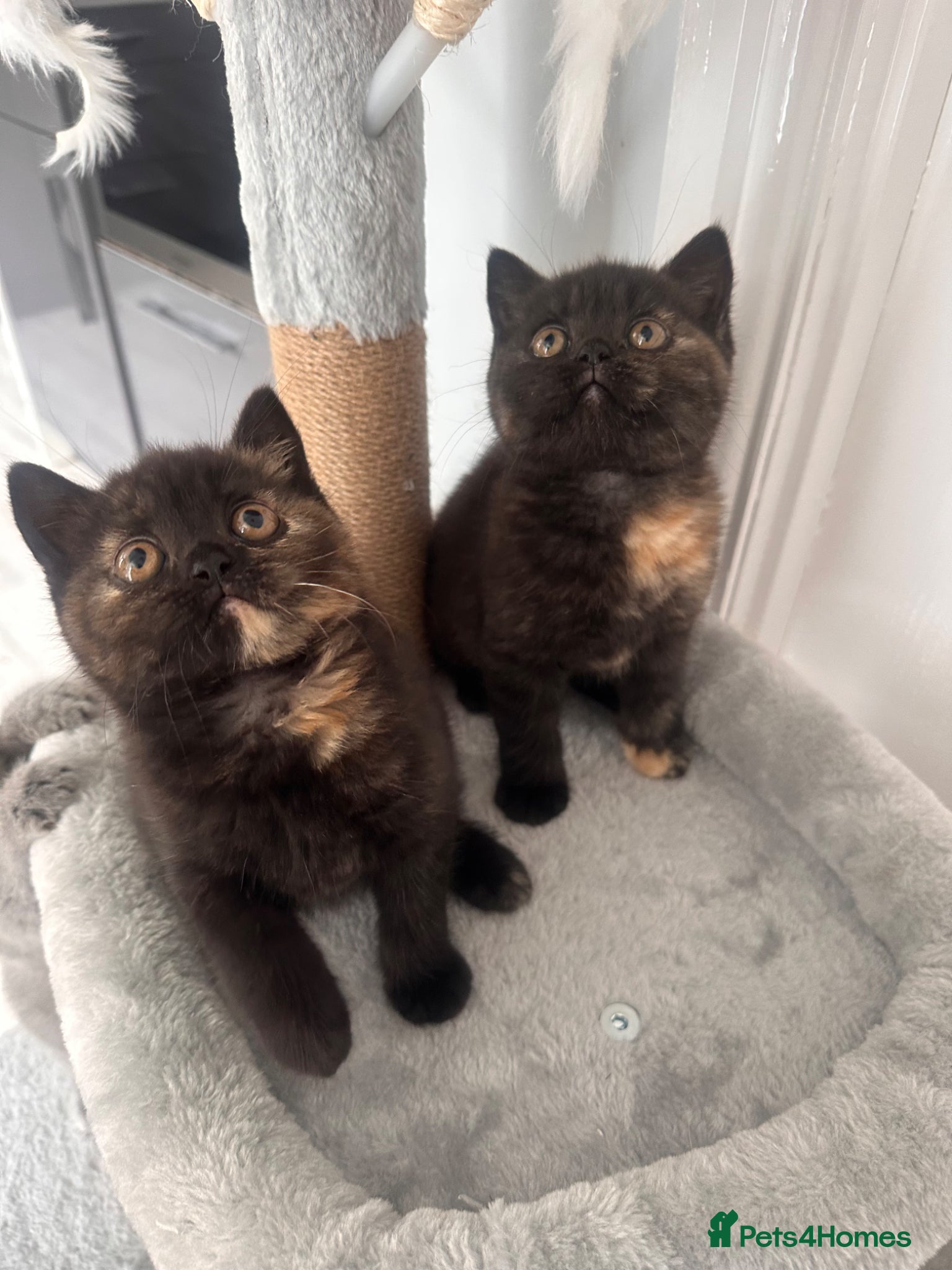 British Shorthair cats Gccf registered pedigree British Shorthair kittend - Advert 2