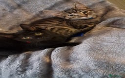 Domestic Shorthair cats for sale: 3 female kittens  - Image 12