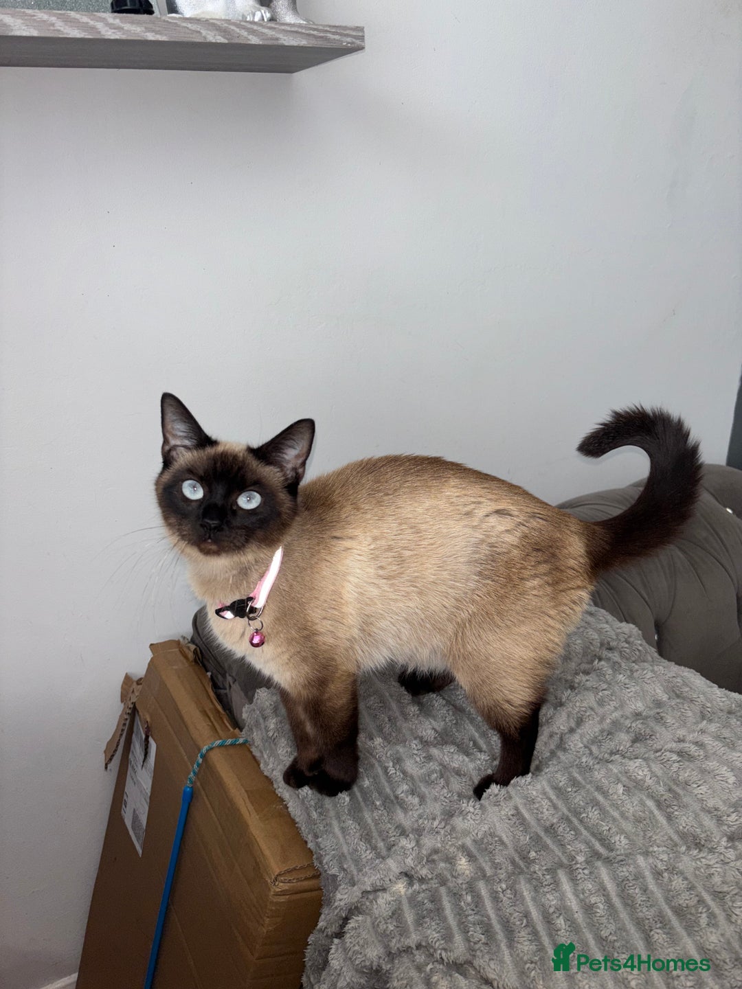 Bengal cats for sale: Four beautiful baby girl kittens  - Image 7