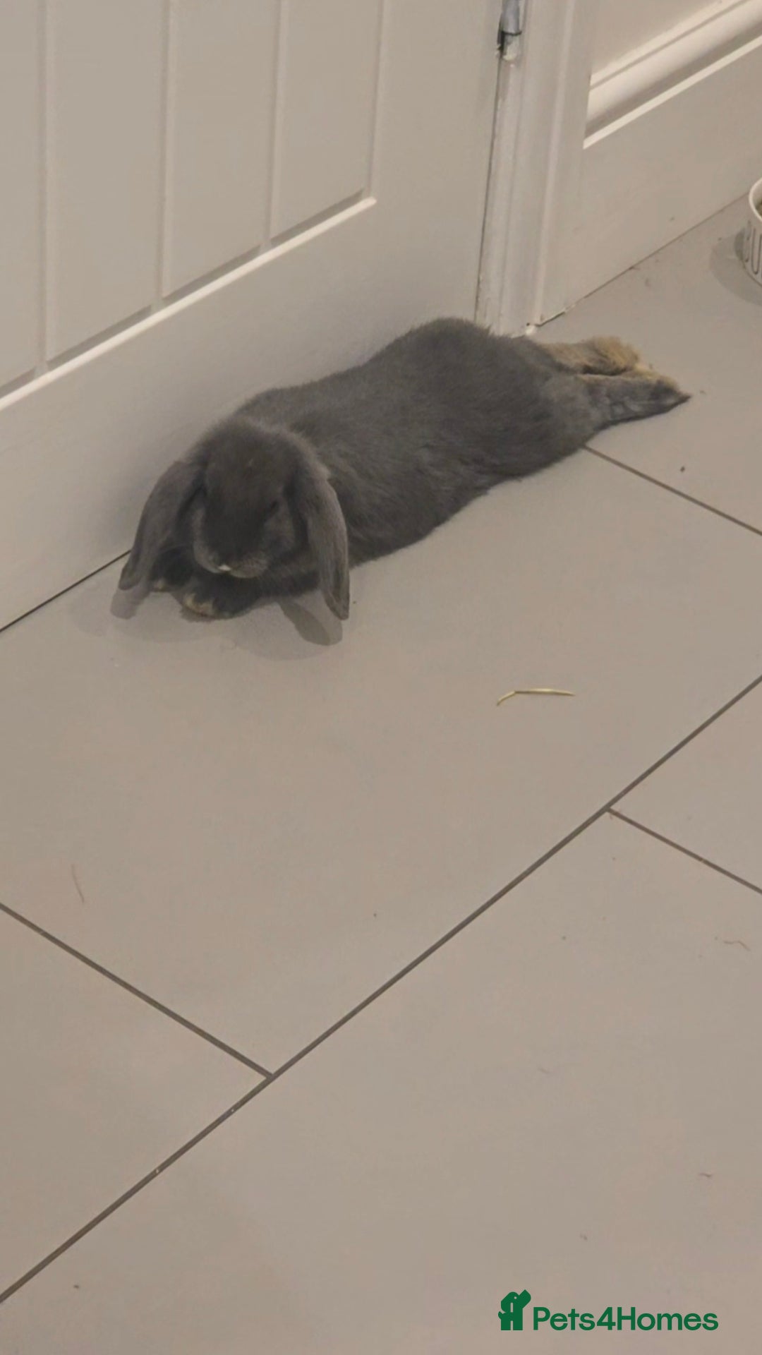 Mini Lop rabbits for sale: Two holland lop sisters (bonded) - Image 4