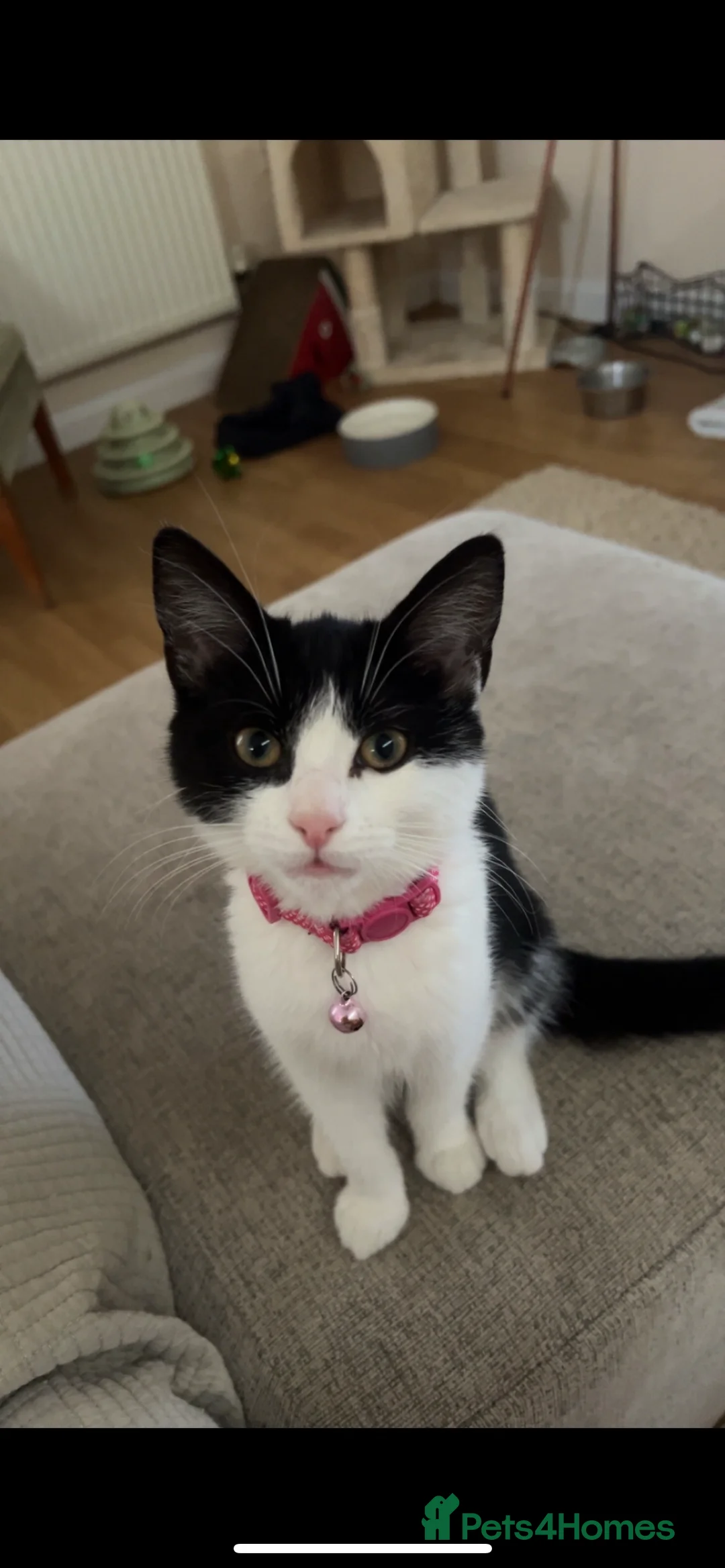 American Shorthair cats for sale: beautiful black kitten - Advert 2