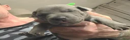 Staffordshire Bull Terrier dogs for sale: Tail-Wagging Stars with Endless Charm – Staffy  in Northampton - Advert 4