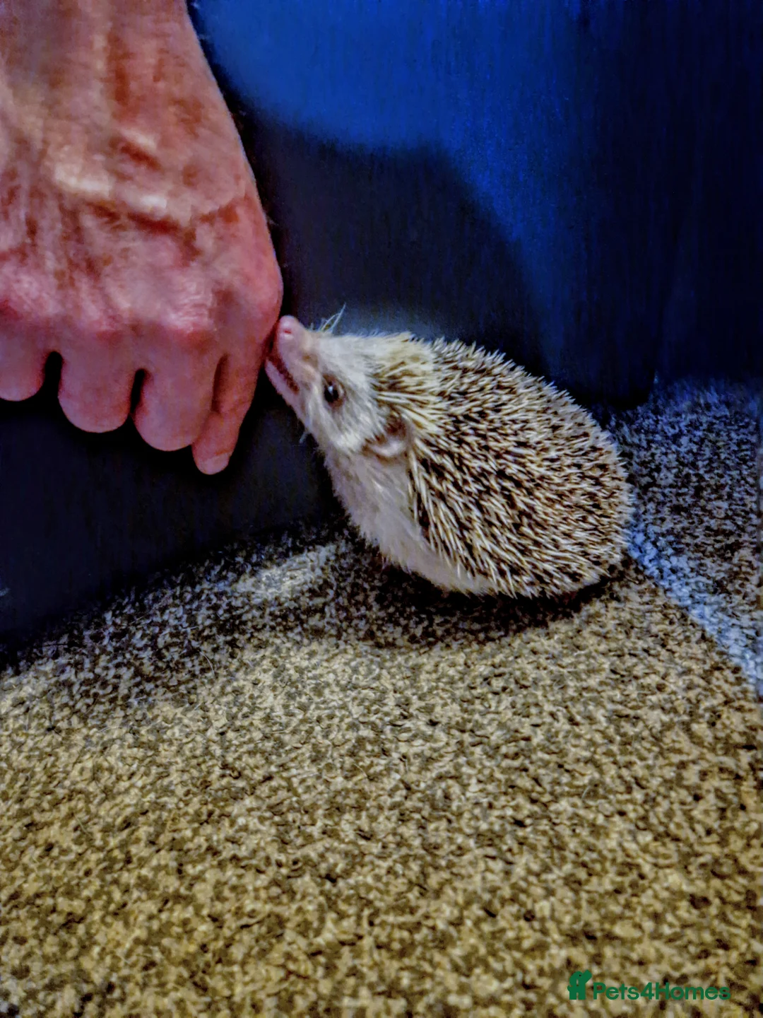 Mixed Breed reptiles for sale: African pygmy hedgehog - Advert 4