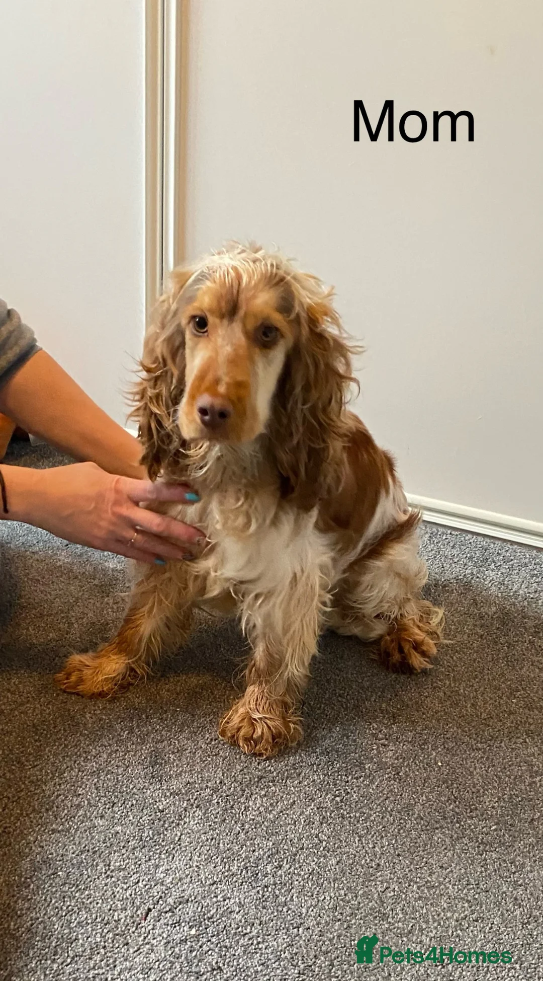 Cocker Spaniel dogs for sale: Gorgeous Show Cocker Spaniels  - Advert 1