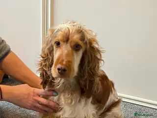 Cocker Spaniel dogs Gorgeous Show Cocker Spaniels - Advert 3