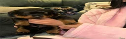 Rottweiler dogs for sale: Top Kc Registered Rottweiler Female Puppies - Advert 3