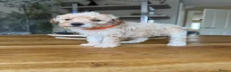 Toy Poodle dogs for sale: Toy poodles puppies  - Advert 8