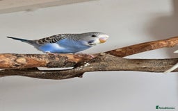 Budgerigars birds for sale: Budgies - Image 7