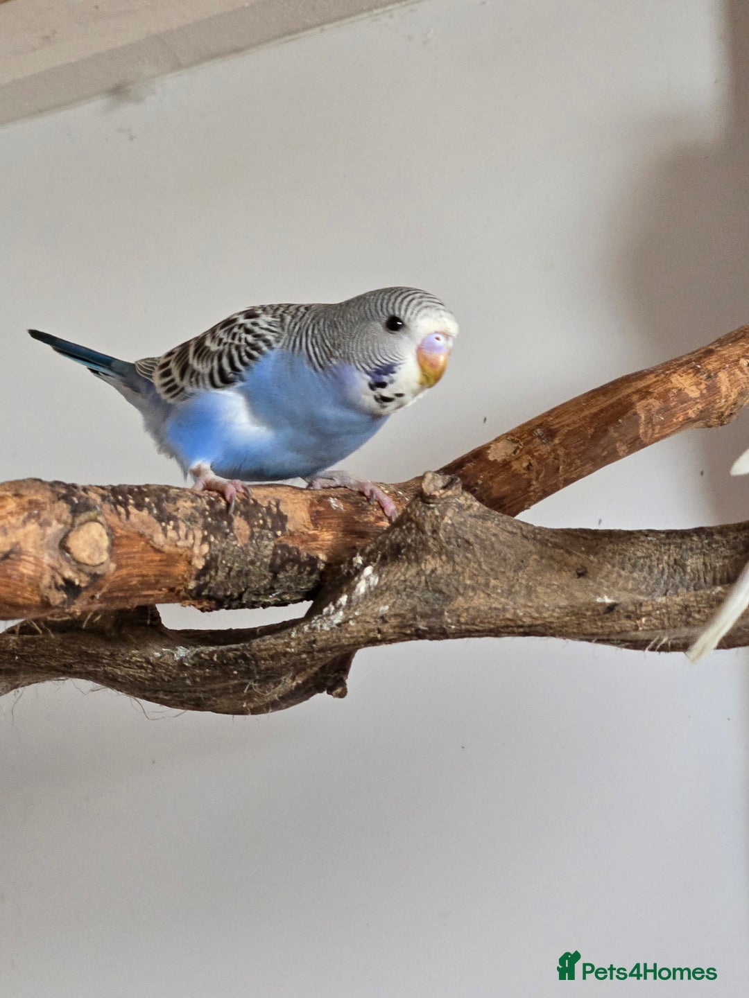 Budgerigars birds for sale: Budgies - Image 7