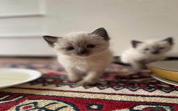 Ragdoll cats for sale: stunning kittens  - Image 8