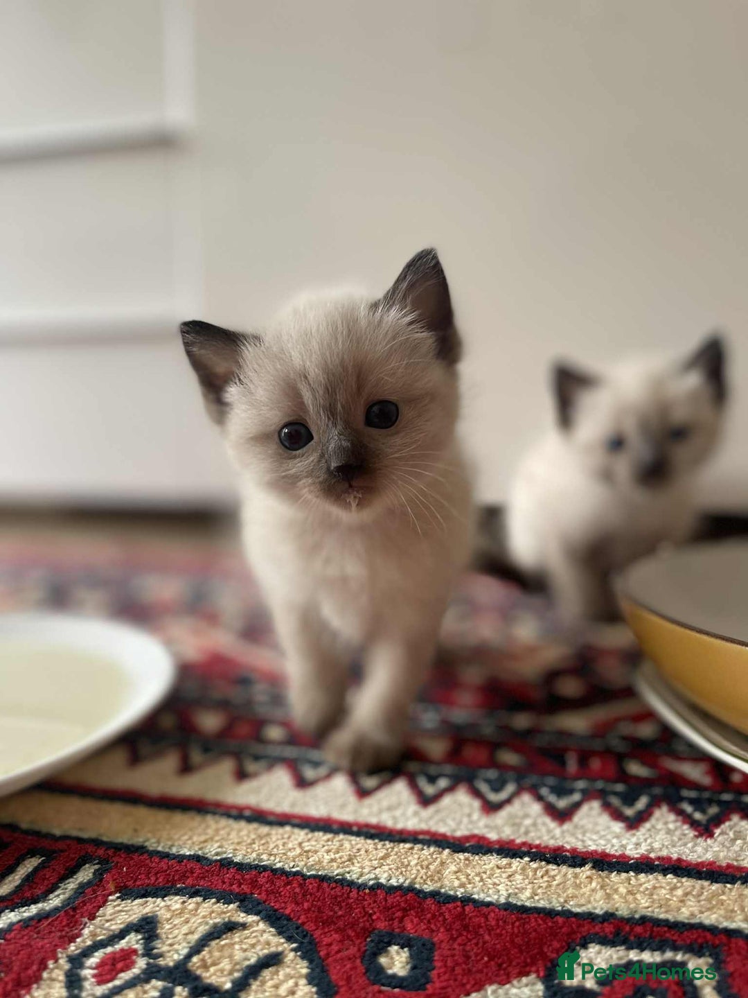 Ragdoll cats for sale: stunning kittens  - Image 8