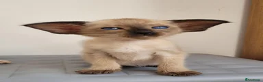 Bloosa
