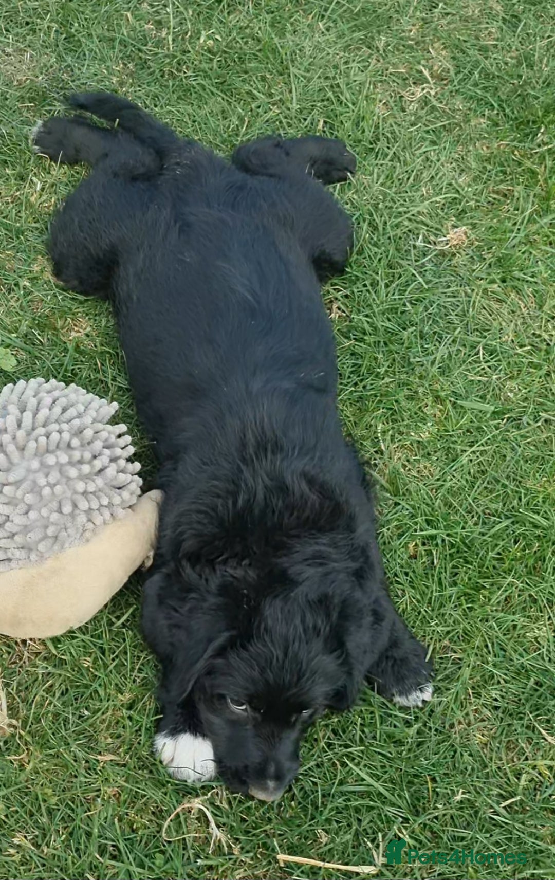 Mixed Breed dogs for sale: GORGEOUS ROTTLE PUPPIES - Image 11