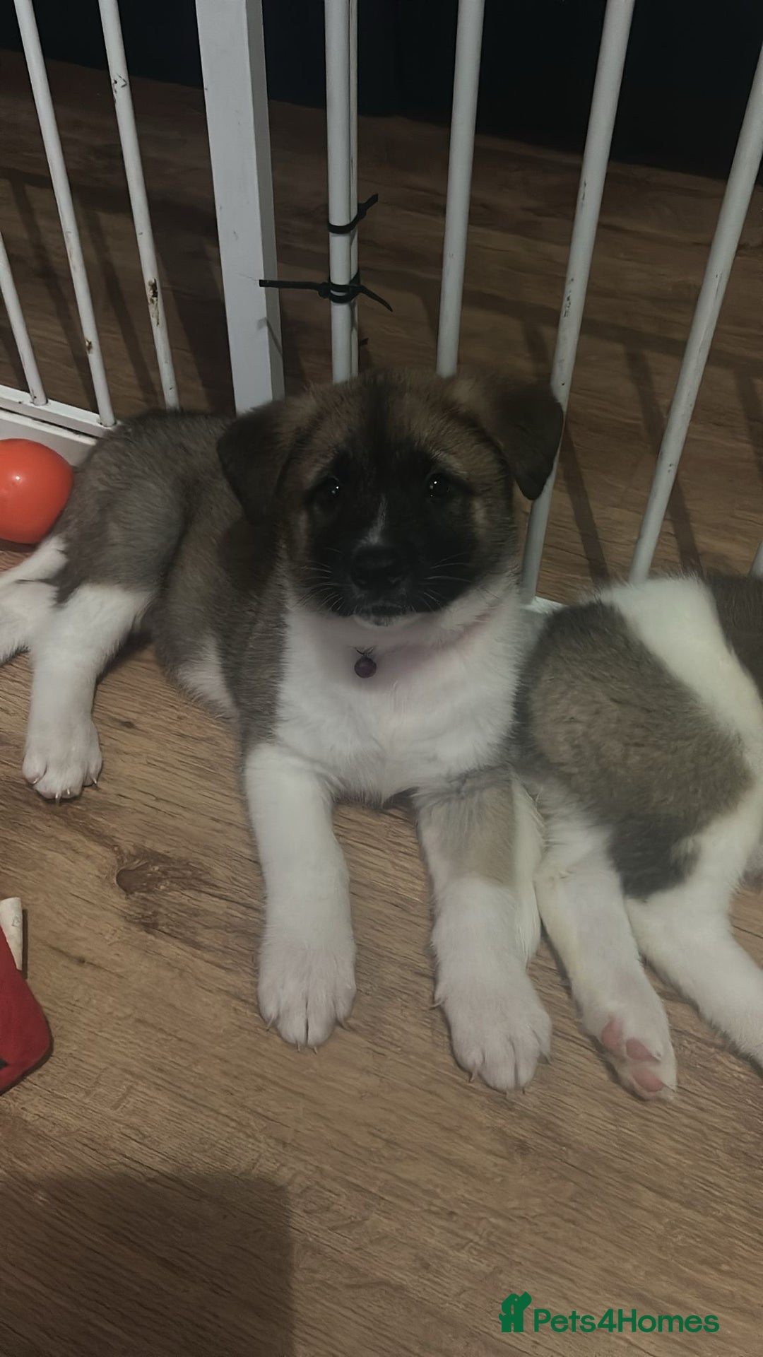 Akita dogs for sale: American akita Female bitches  - Image 2