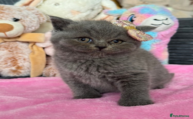 British Shorthair cats - Advert 2
