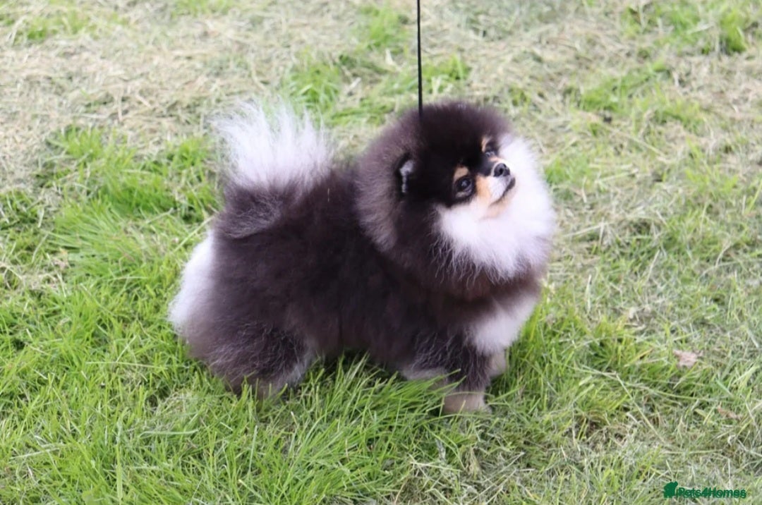 Pomeranian dogs for sale: Pomeranian puppies home raised  - Advert 23