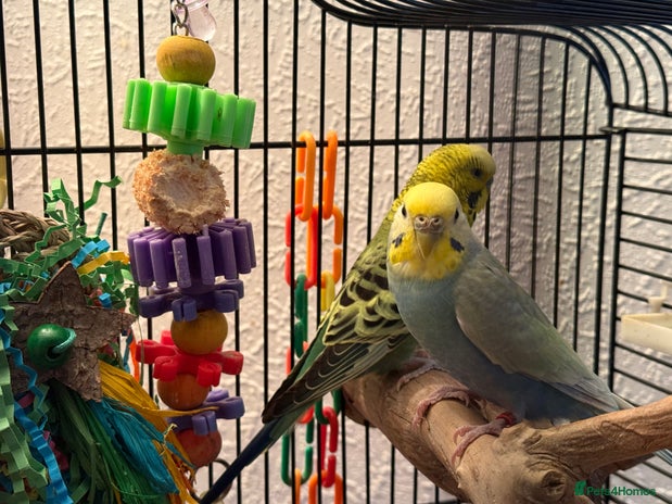 Budgerigars birds 2 beautiful young budgies with cage/accessories - Advert 1
