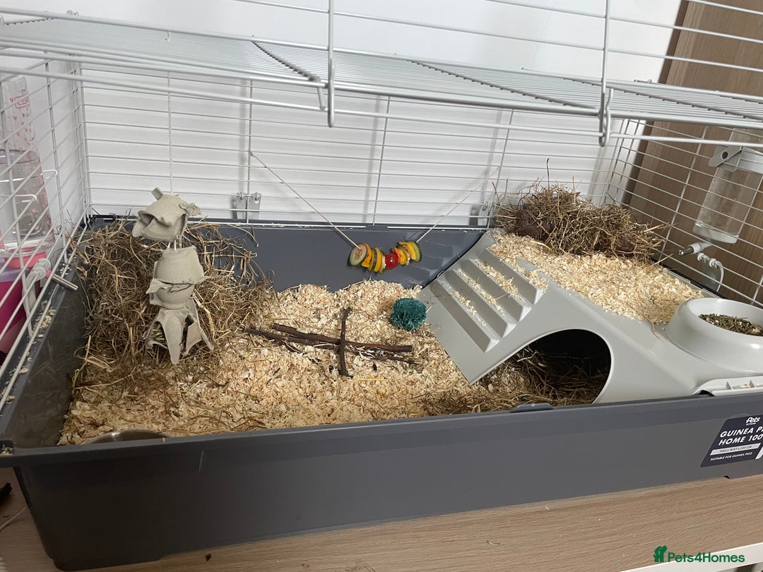 Guinea Pig rodents for sale: 2 Female Guinea Pigs - Image 3
