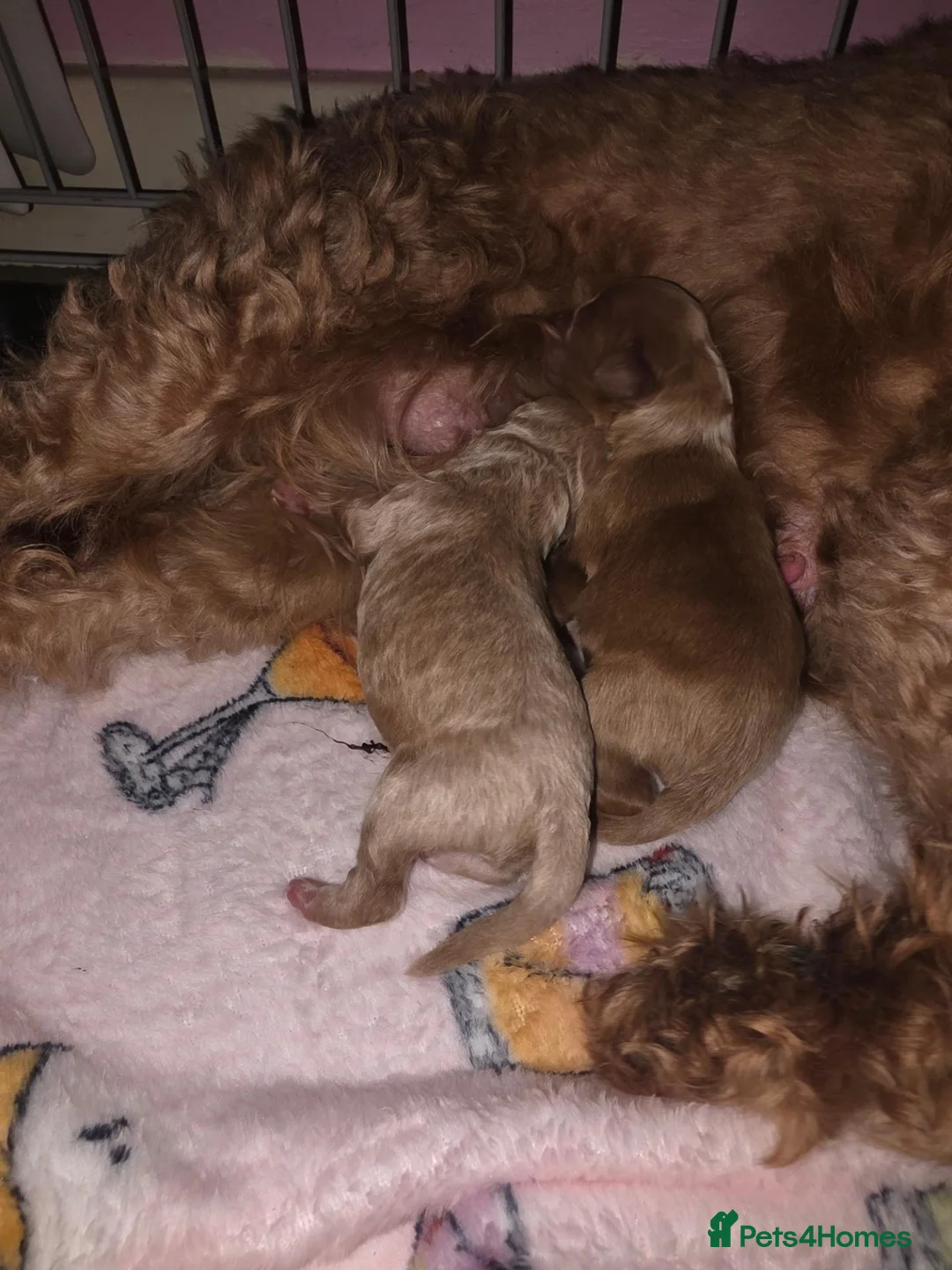 Cavapoo dogs for sale: 2 beautiful cavapoo babies ready for Halloween  - Advert 2