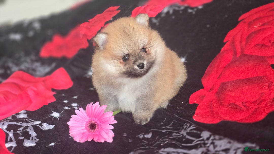 Pomeranian dogs for sale: 🔥XXXS🔥Pomeranian puppies🔥KC reg🔥for sale🔥 - Image 11
