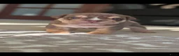 English Bulldog dogs for sale: English Bulldog Puppies  - Advert 18