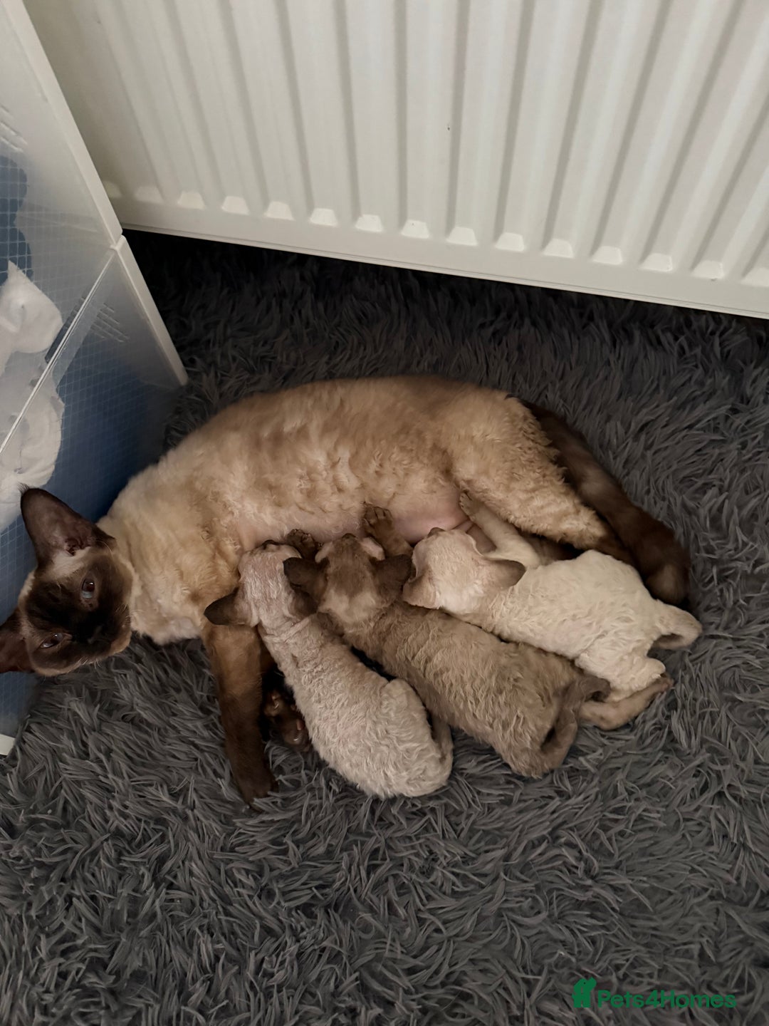 Devon Rex cats for sale: 😍😍😍 3 girls registered GCCF😍😍😍 - Advert 13