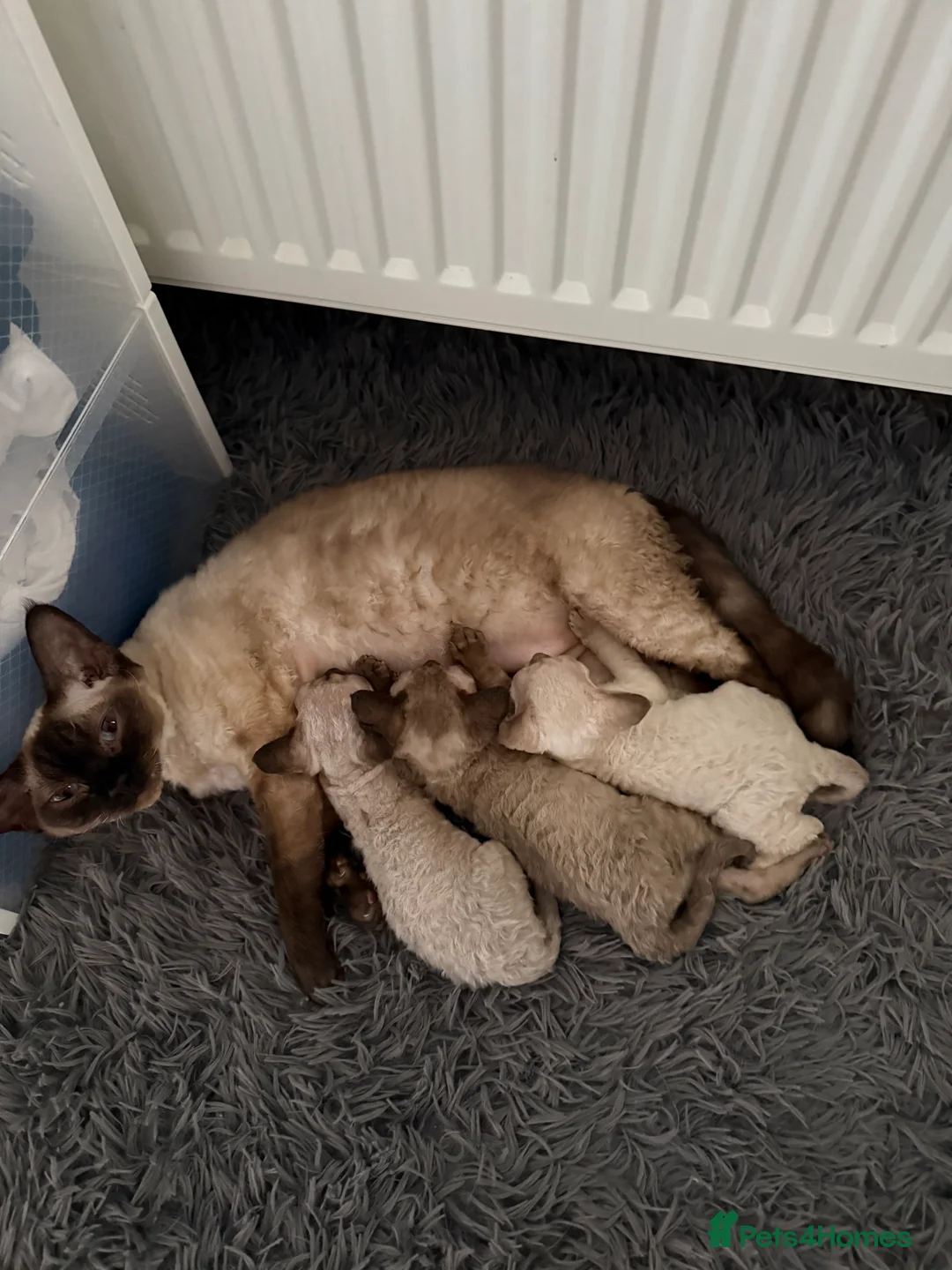 Devon Rex cats for sale: 🔥Girl🔥 GCCF🔥 ready NOW🔥😻 - Advert 8