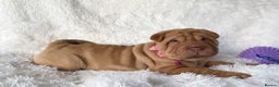 Shar Pei dogs for sale: ⭐️ Girl Shar Pei puppy For Sale ⭐️ - Advert 5