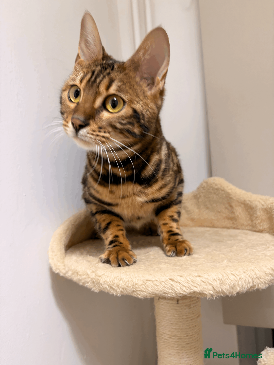 Bengal cats for sale: Beautiful 10 Month Old Bengal Cat - Advert 14