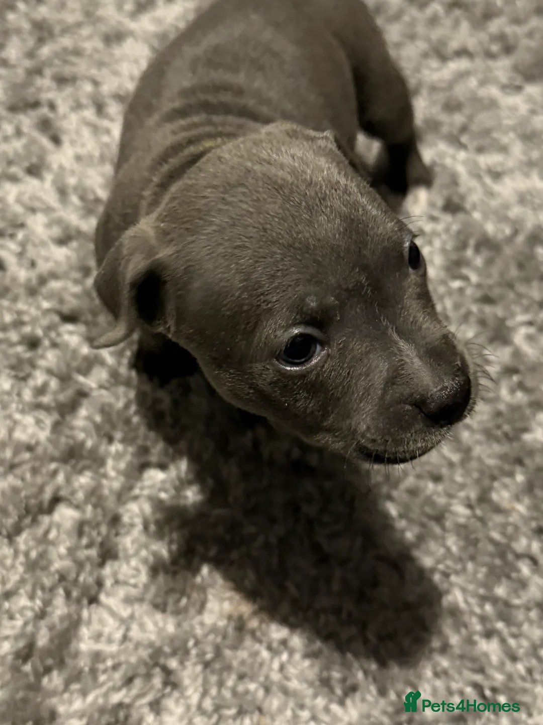 Staffordshire Bull Terrier dogs for sale: 1 female  Blue Staffordshire bull terrier staffy - Advert 31