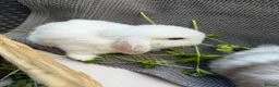 Mini Lop rabbits for sale: Stunning mini lops - Advert 8