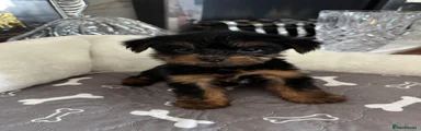 Yorkshire Terrier 1