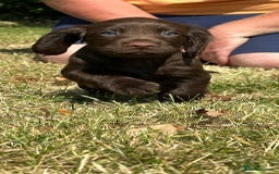 Cocker Spaniel dogs for sale: READY 31st Aug KC Pedigree Working Cocker Puppies - Image 8