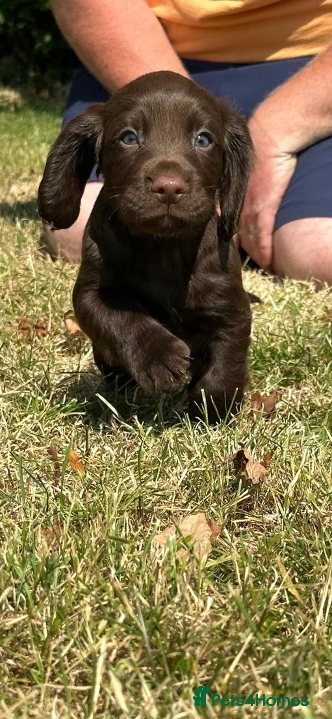 Cocker Spaniel dogs for sale: READY 31st Aug KC Pedigree Working Cocker Puppies - Image 8