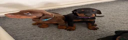 Dobermann dogs for sale: Ready July 4th | KC Registered Doberman Puppies 🐾 in Sandbach - Advert 1