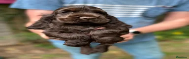 Cocker Spaniel 3