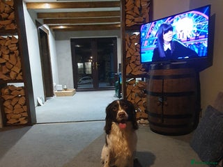 English Springer Spaniel dogs Springer spaniel kc reg - Advert 8