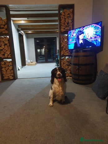 English Springer Spaniel dogs Springer spaniel kc reg - Advert 10