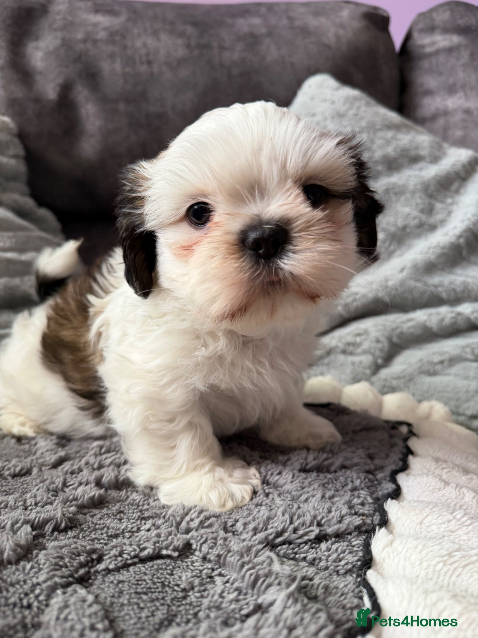 Shih Tzu dogs * Last BoY* Beautiful Shihtzu Puppy’s - Advert 1