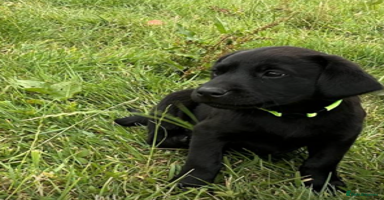 Labrador Retriever dogs - Advert 16