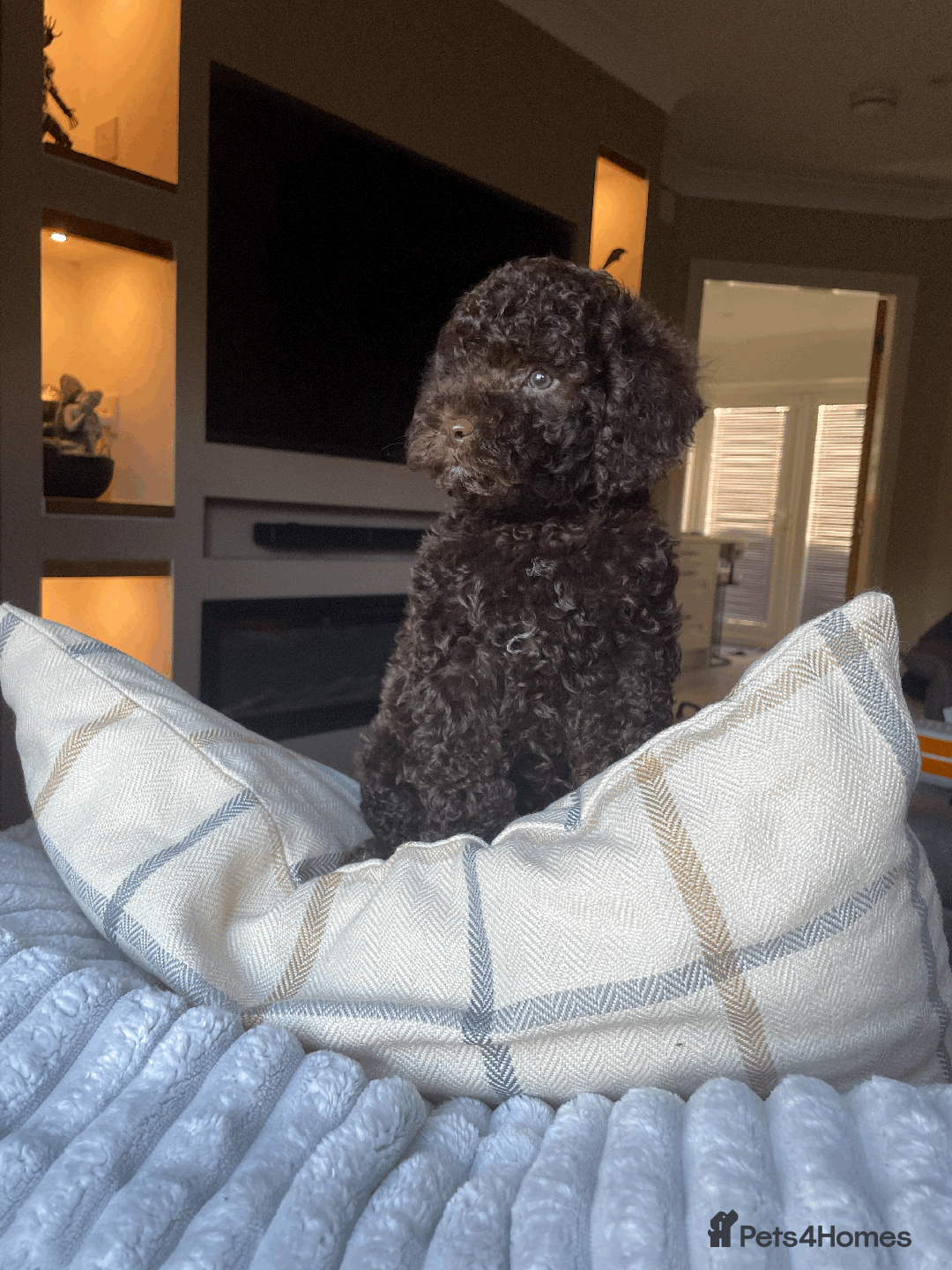 Cockapoo dogs for sale: F1b Toy Cockapoo puppy - Advert 3