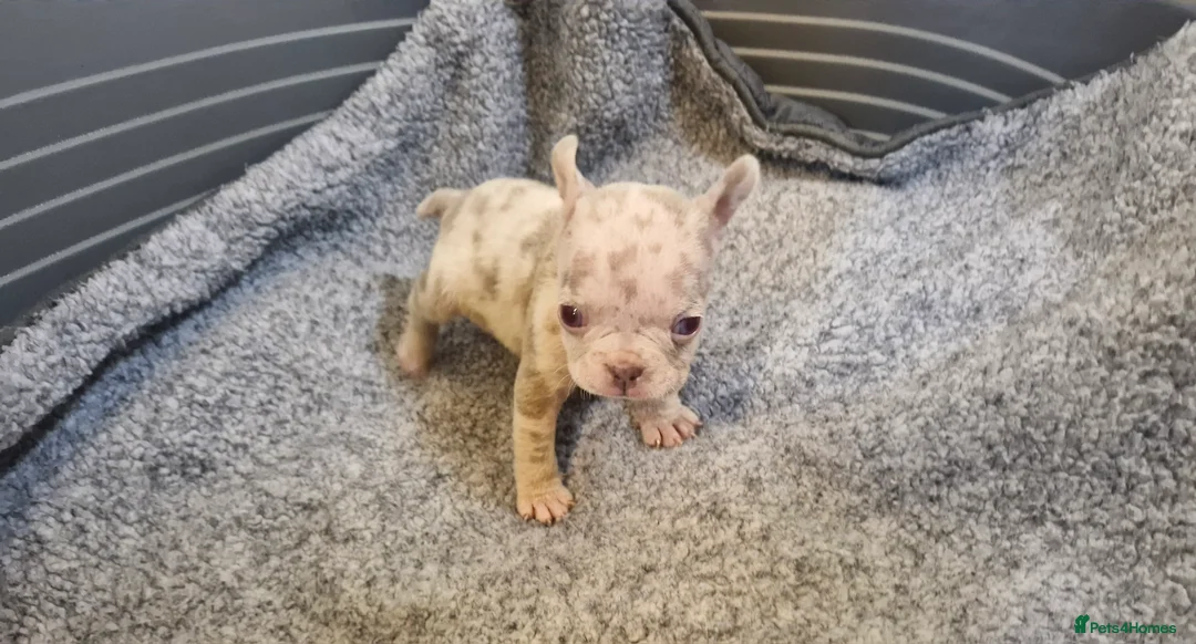 French Bulldog dogs for sale: Stunning dwkc merle french bulldogs  - Advert 6