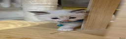Ragdoll cats for sale: Stunning Fluffy Pure Pedigree Ragdoll Kittens - Advert 28