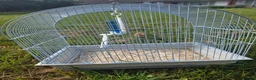 Lovebirds birds for sale: Baby love bird with cage [peaches] in Tonbridge - Advert 4