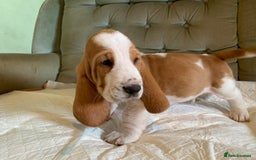 Basset Hound dogs for sale: Basset Hound Puppies - Image 17