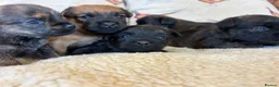 Mixed Breed dogs for sale: Cairn x Patterdale  - Advert 7