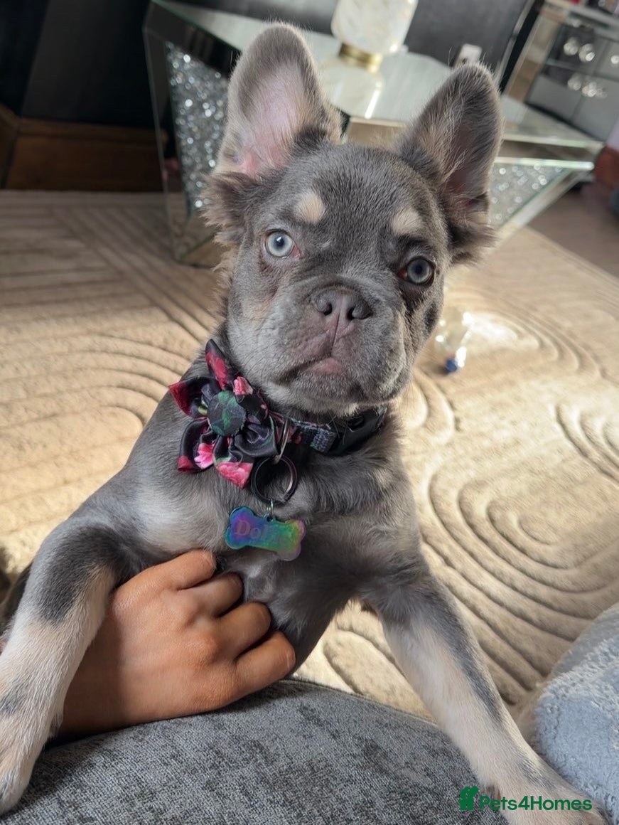 French Bulldog dogs  Lilac & Tan Fluffy French Bulldog for Sale. - Advert 9